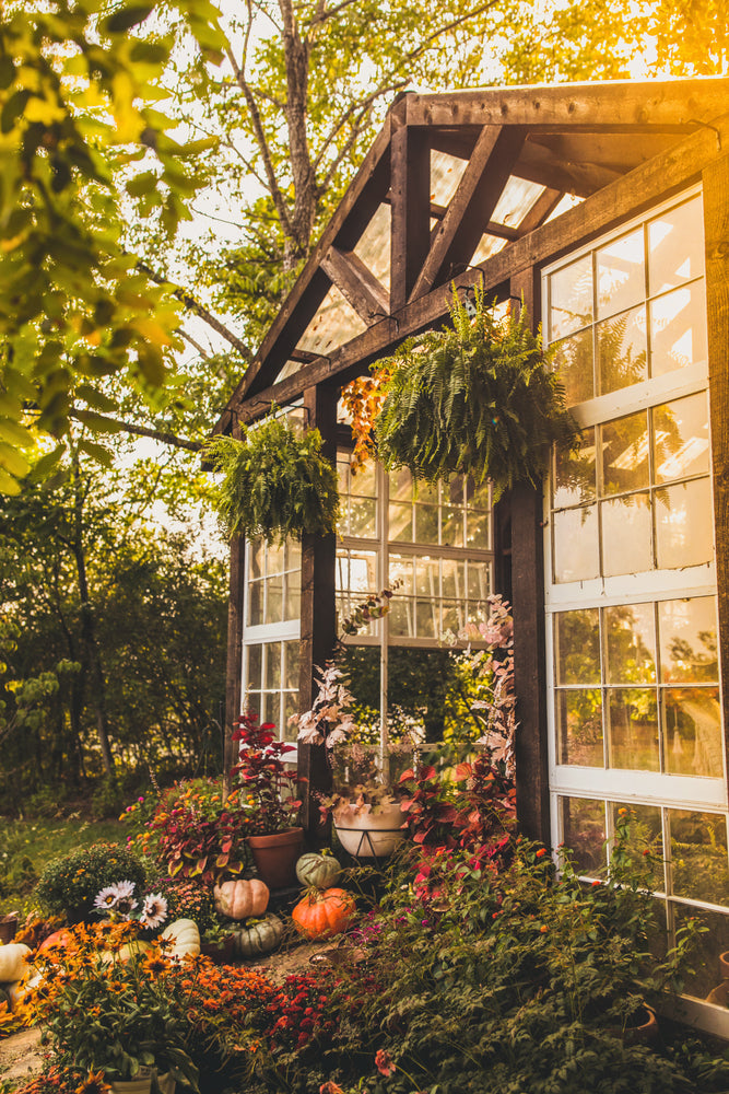 Fall at the Greenhouse Mini Sessions